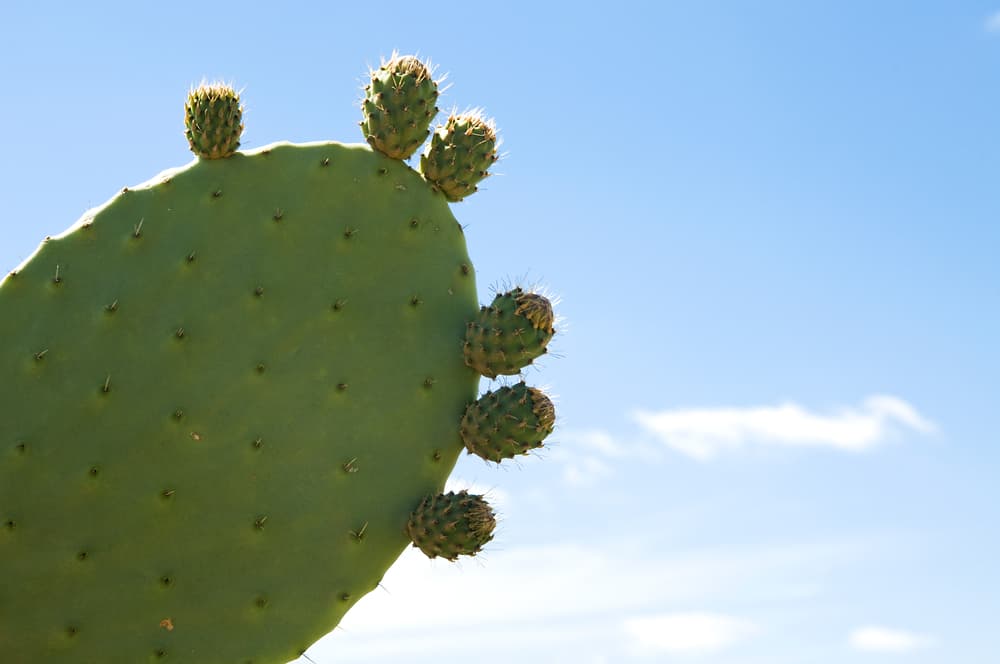 Raquettes de cactus fraîches — Ait Baamrane