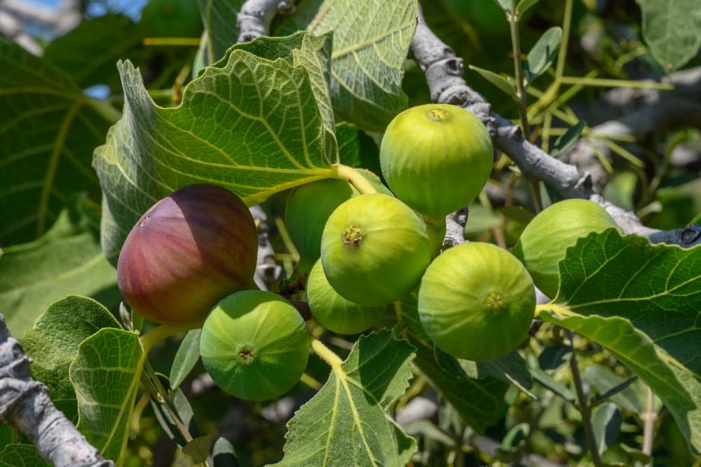 Figues violettes séchées — Beni Mellal