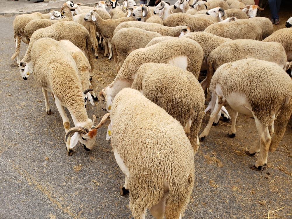 Agneaux de lait Sardi — Berrechid