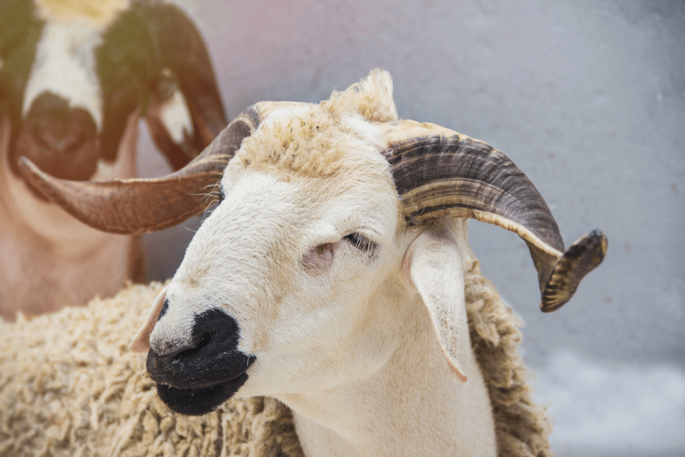 Troupeau Timahdite — Moyen Atlas