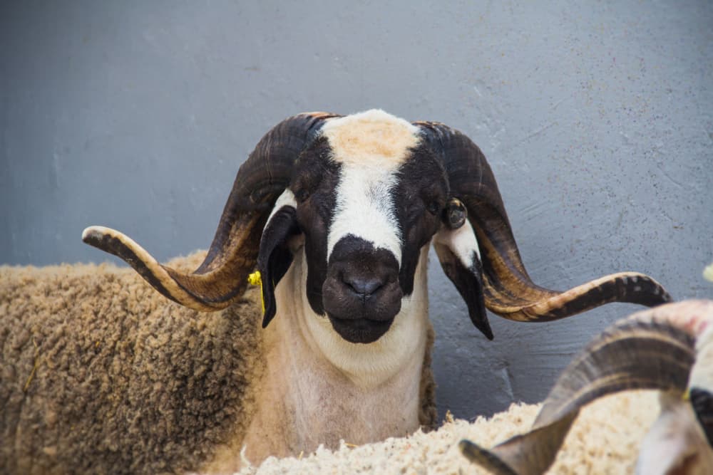 Bélier Beni Guil — Oriental