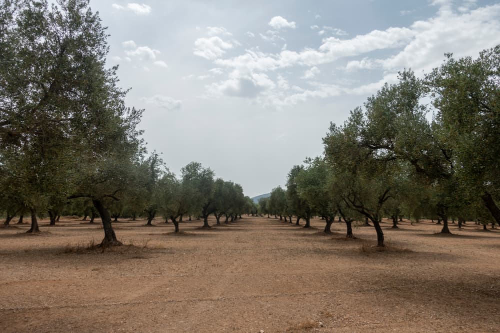 Mission AMRIA — Oliviers